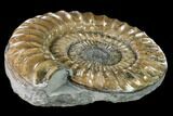 Ammonite (Paracoroniceras) Fossil - Dorset, England #171300-2